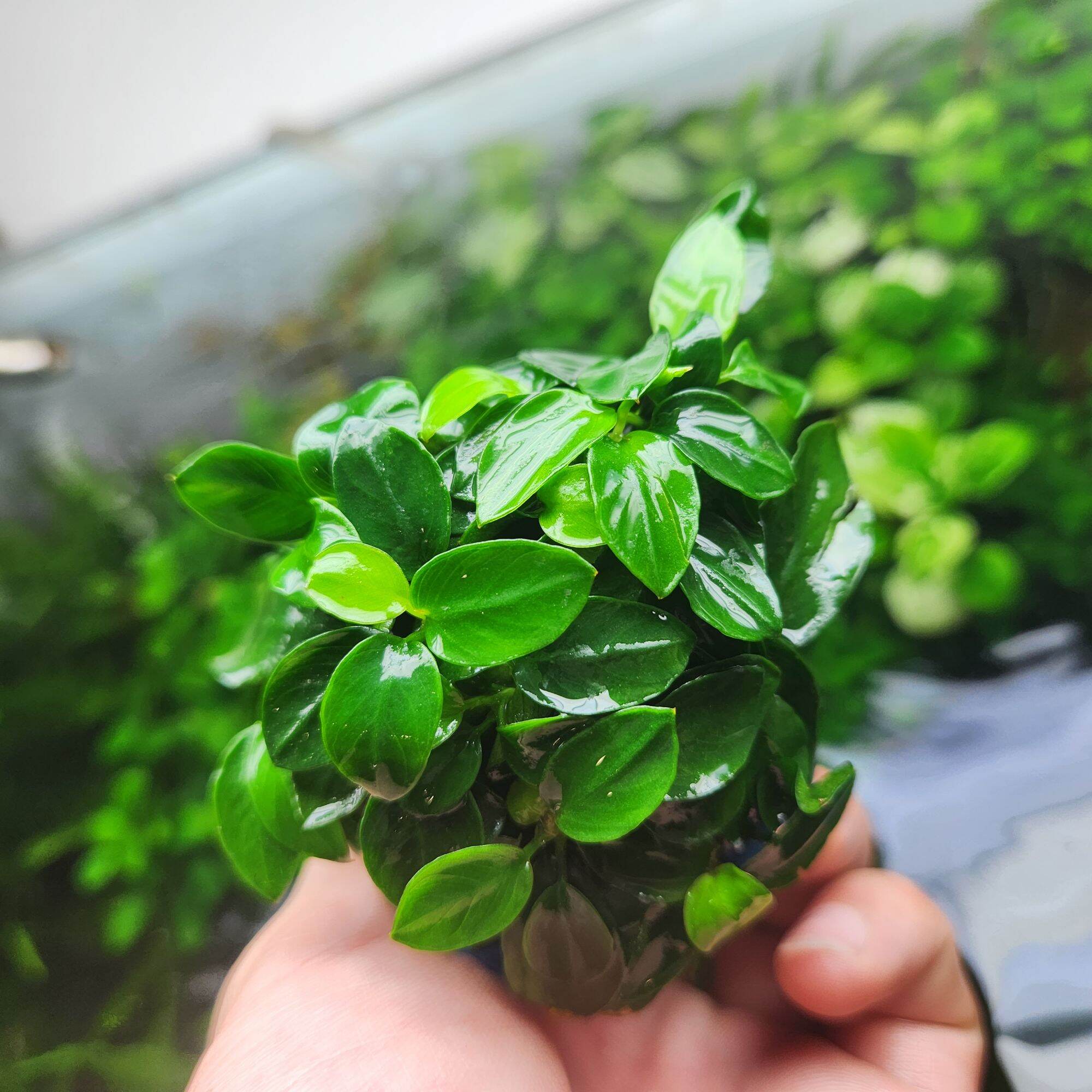 Ráy Nana Petite Thái (1 Chậu 8-10 ngọn)