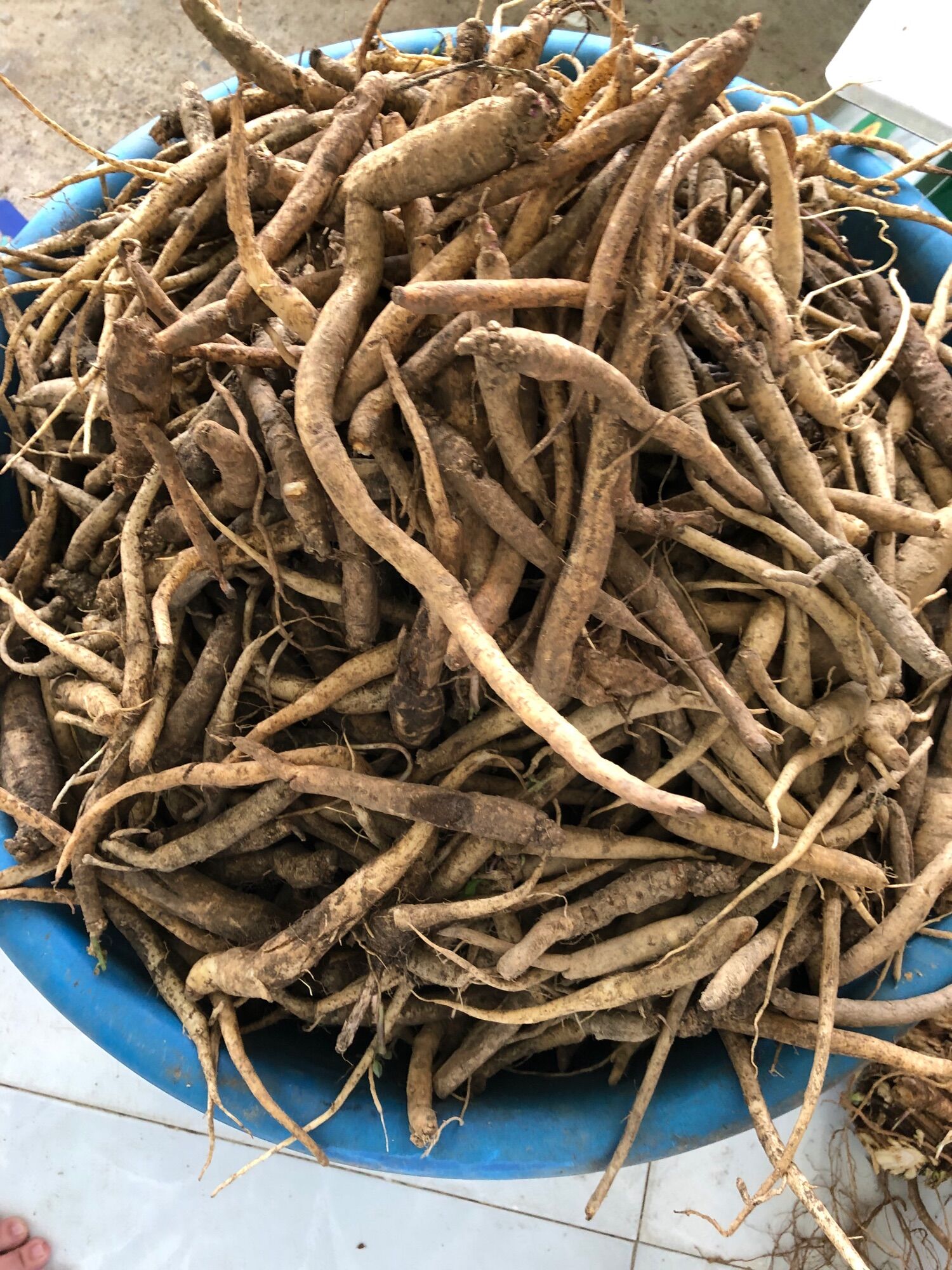 Đẳng sâm tươi hàng chọn (100k/kg)