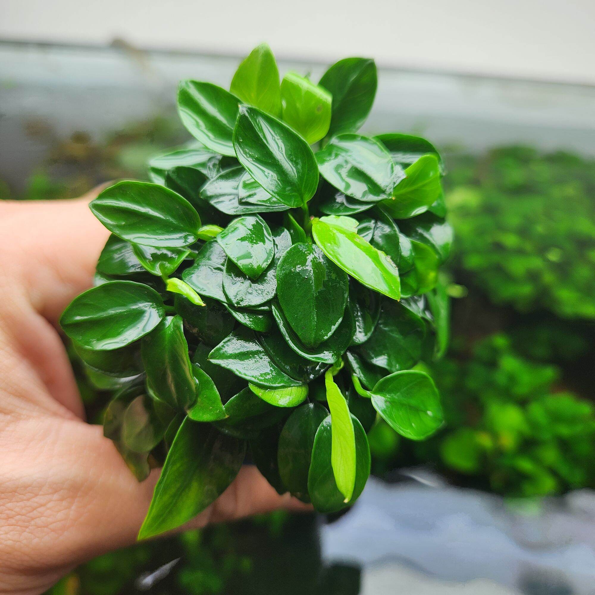 Ráy Nana Petite Thái (1 Chậu 8-10 ngọn)