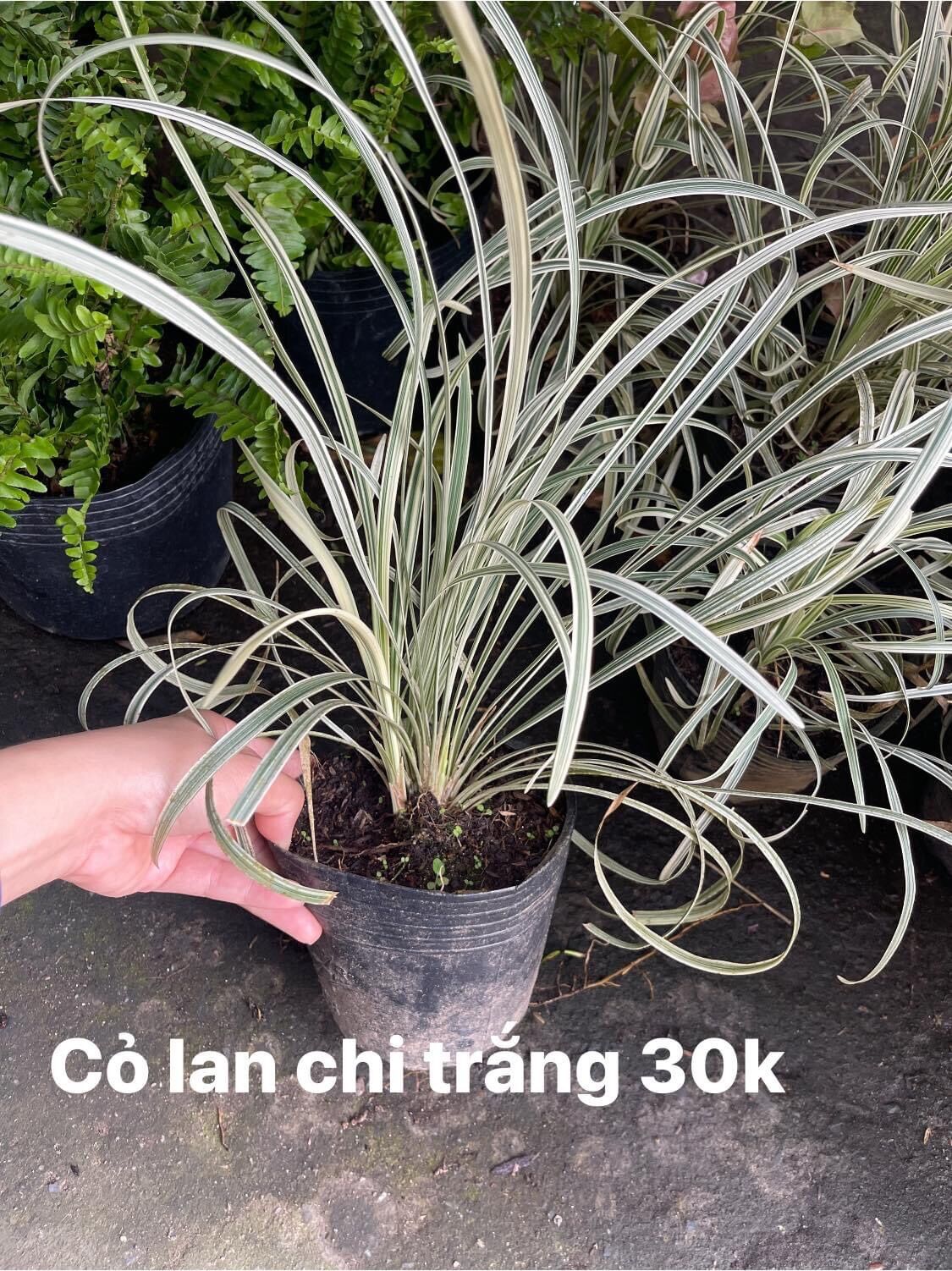 Cây lan chi lá sọc trắng