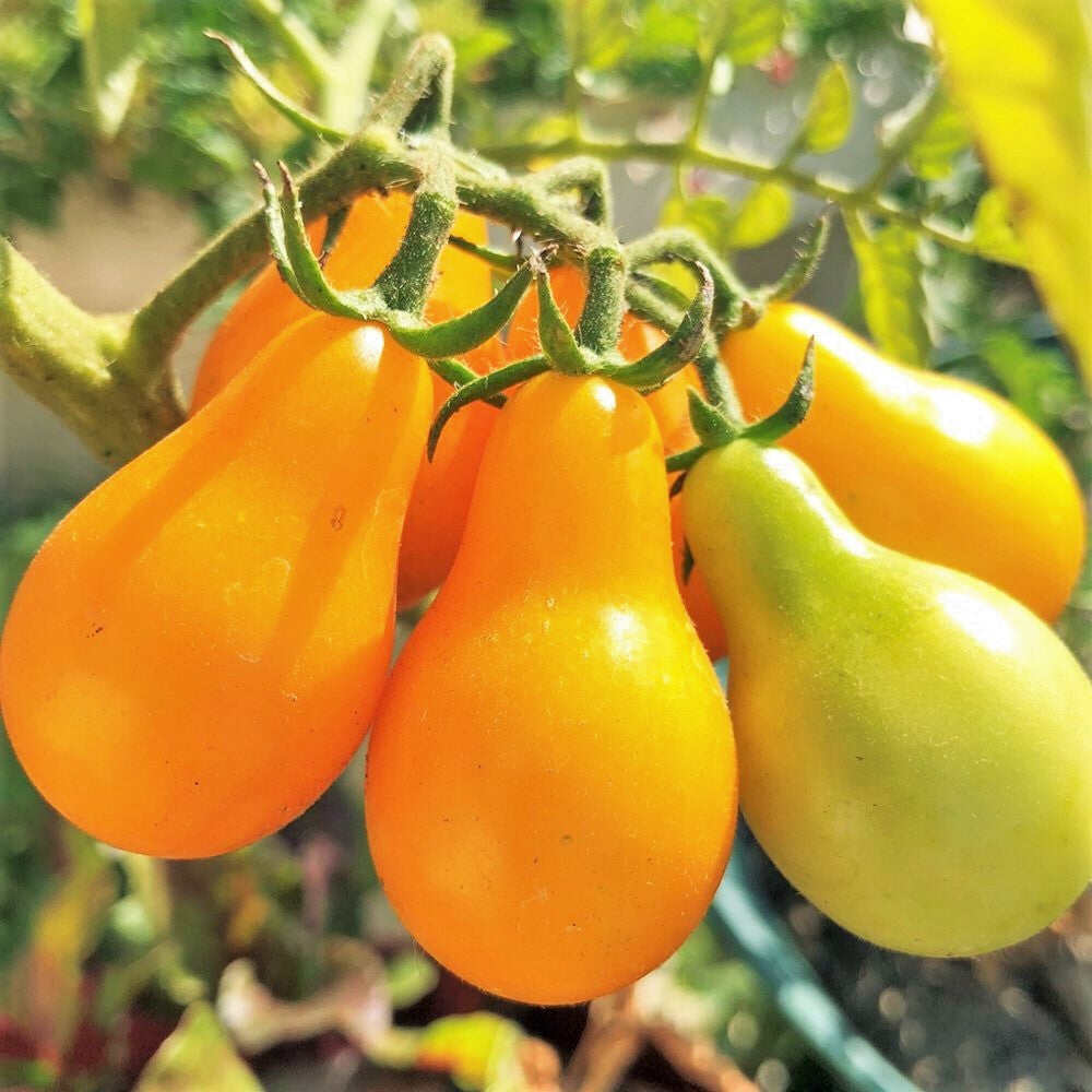 Hạt  cà cherry lê  40 Hạt  giống chọn lọc