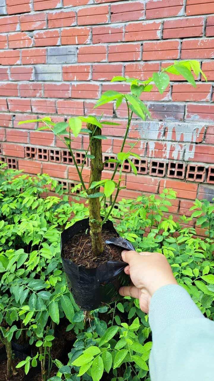 cây giống 1 cây lá cách có bầu đất y hình