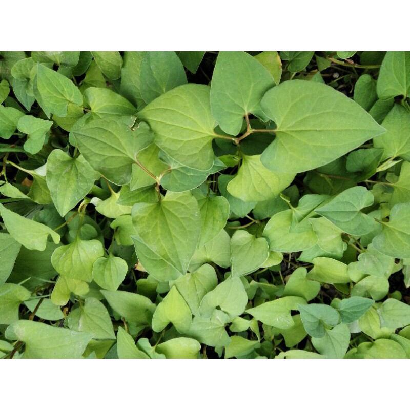 Rau diếp cá /dấp cá giống(50 cây giống), chỉ giao Miền Nam