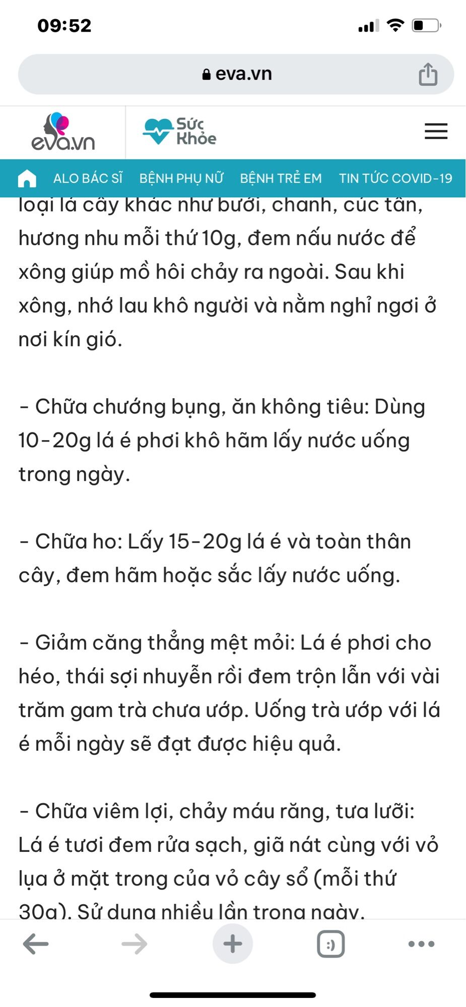 Cây giống lá é nấu lẫu gà lá é