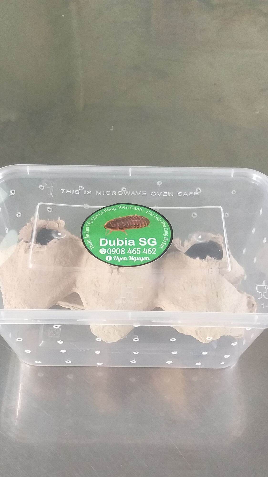 (1kg) gián Dubia size trung 1,7 đến 2,5cm. Quý khách nhớ thu thập Freeship Max để được giảm ship.