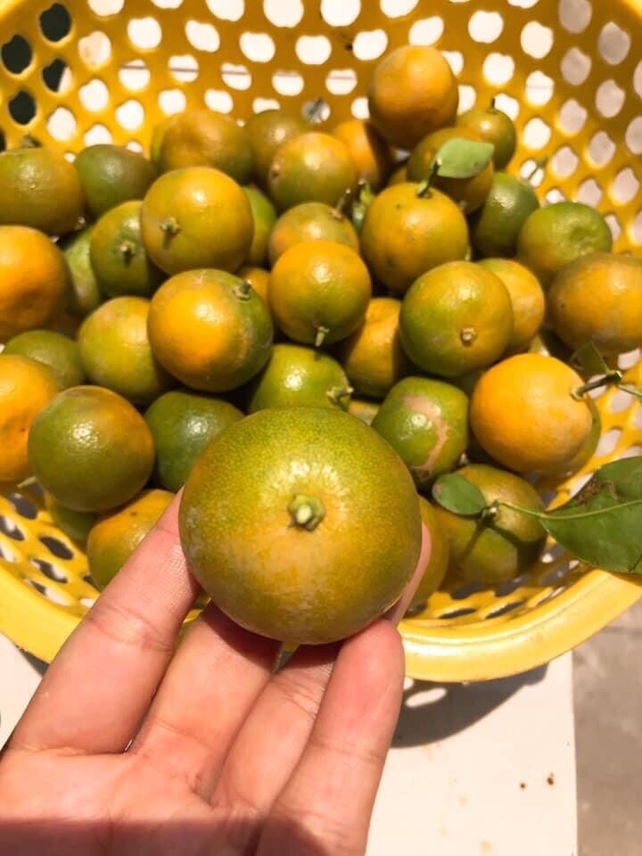 Tắc xí muội nhà làm