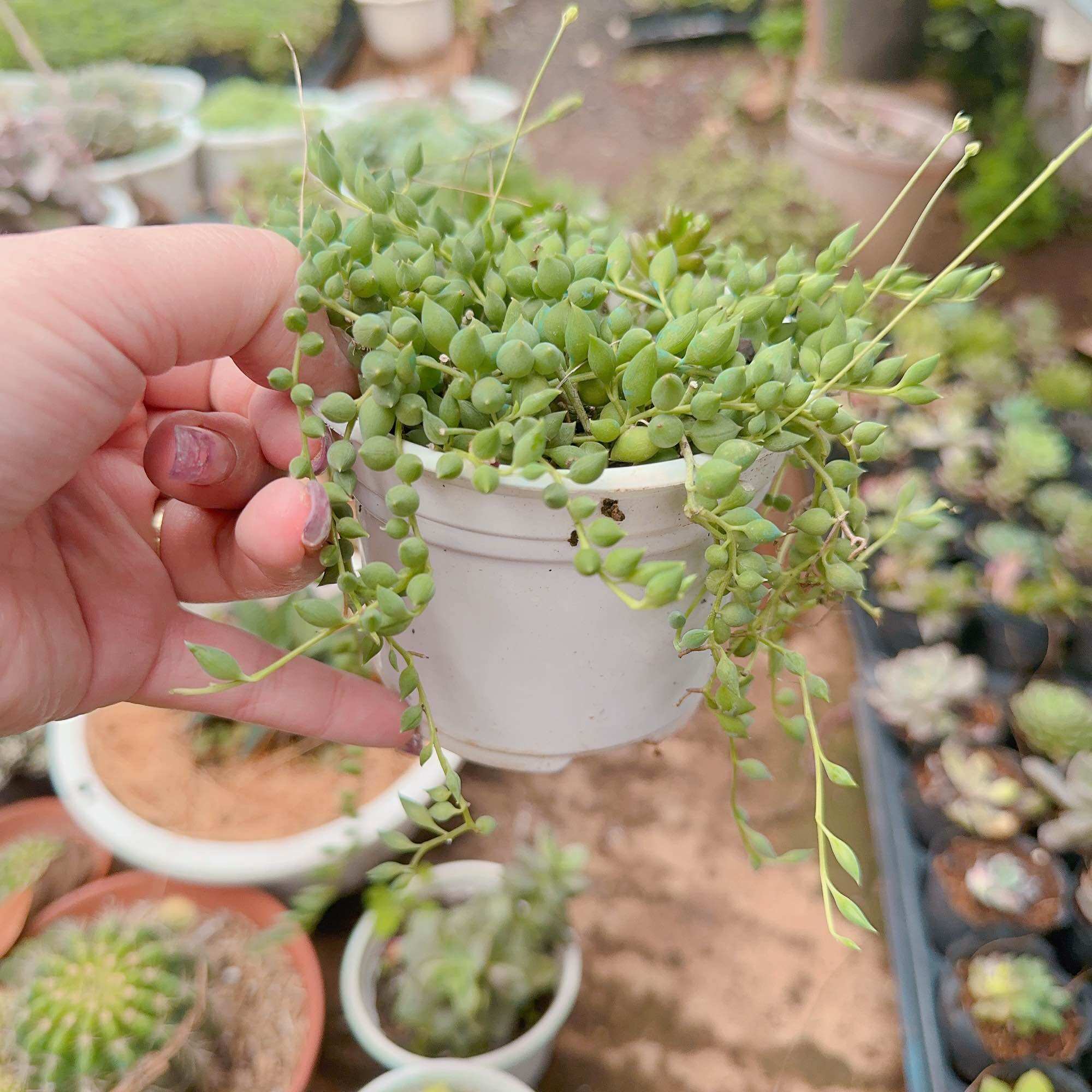 Sen đá giọt nước dài size trung 5-7cm
