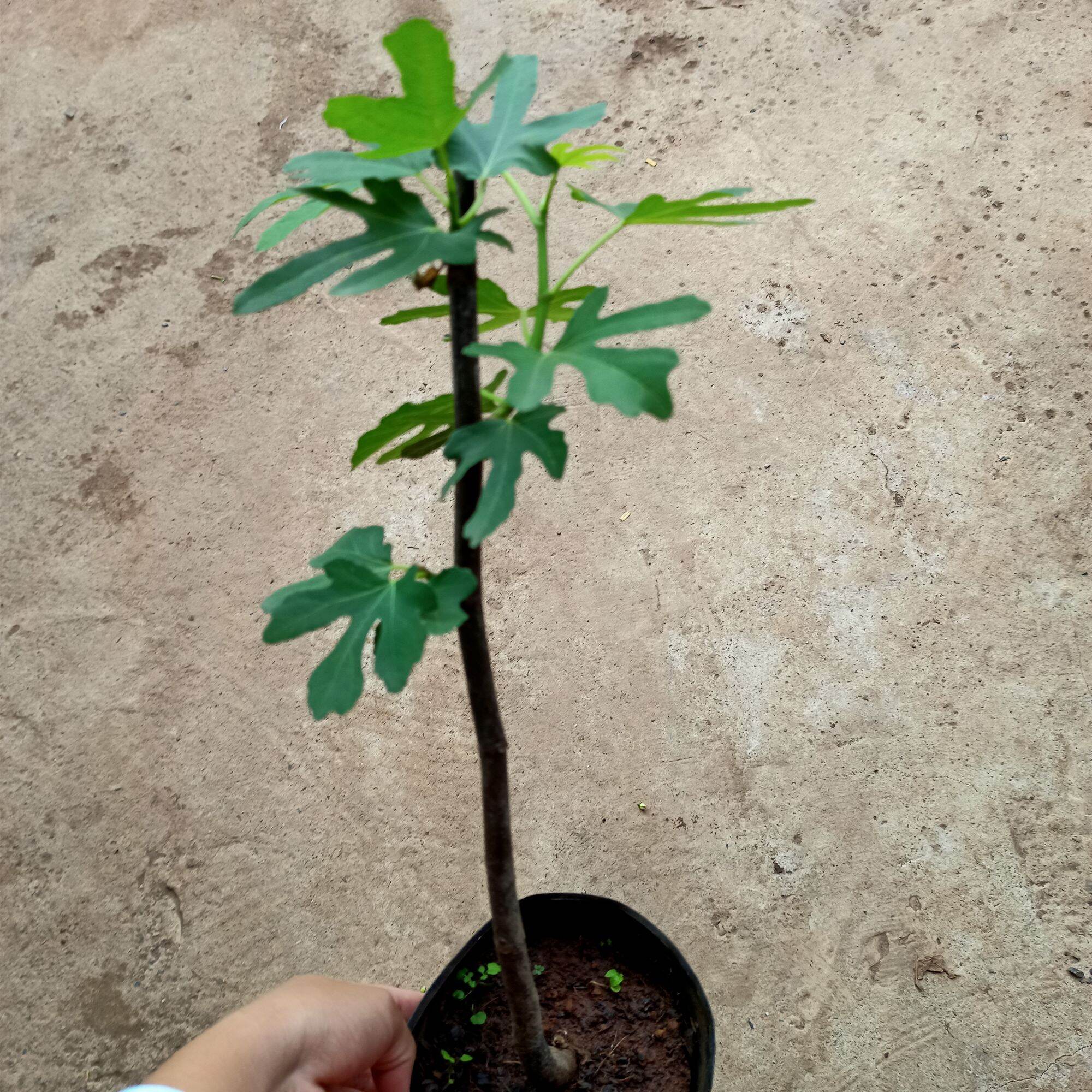 Chậu cây sung mỹ hàng giâm cành