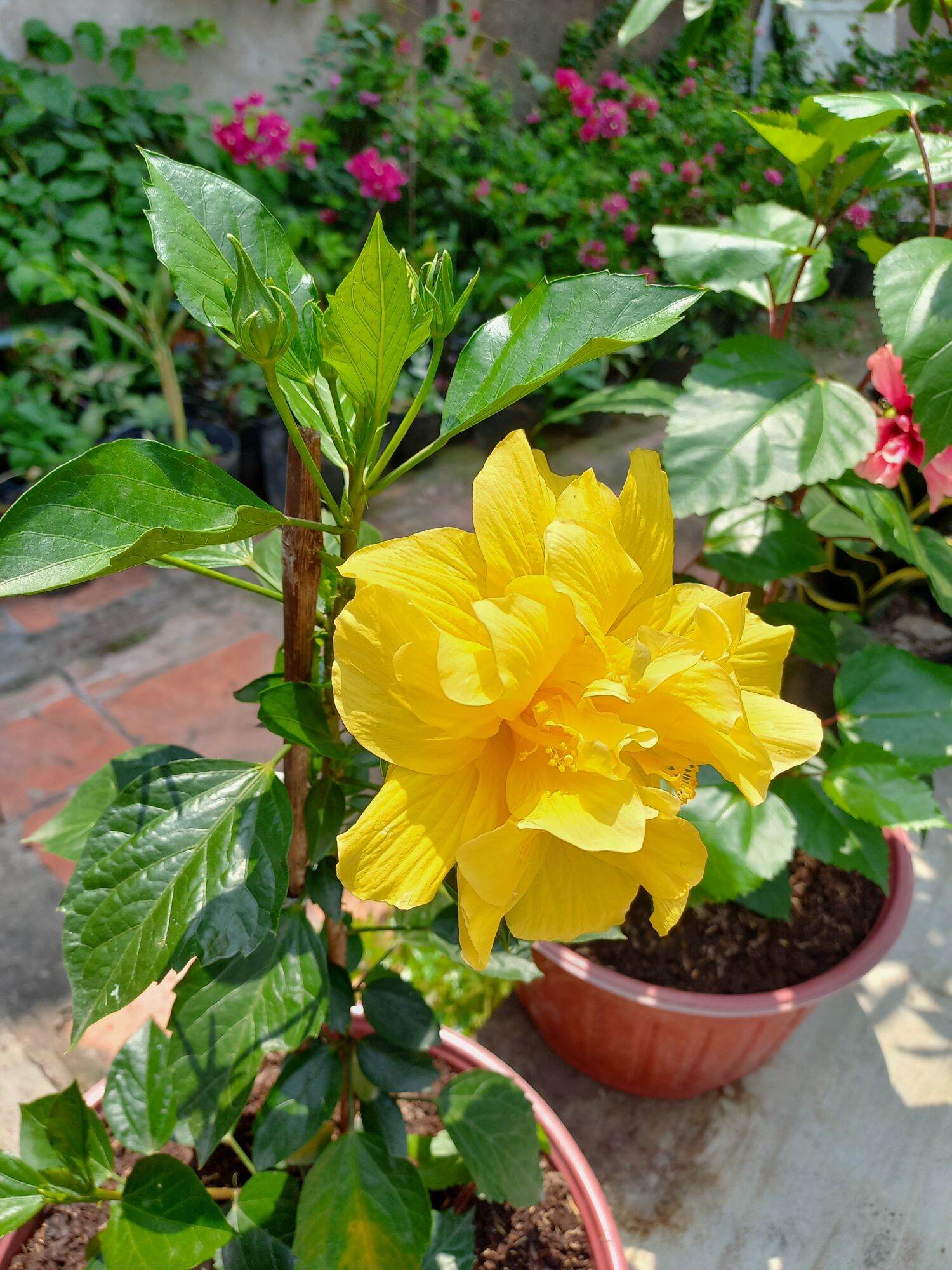 Bụp thái cánh kép