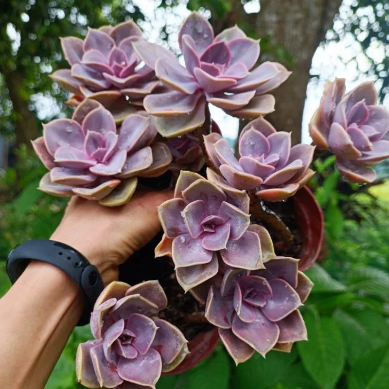 Sale+ sen đá hồng dâu cổ thụ 1 chậu to