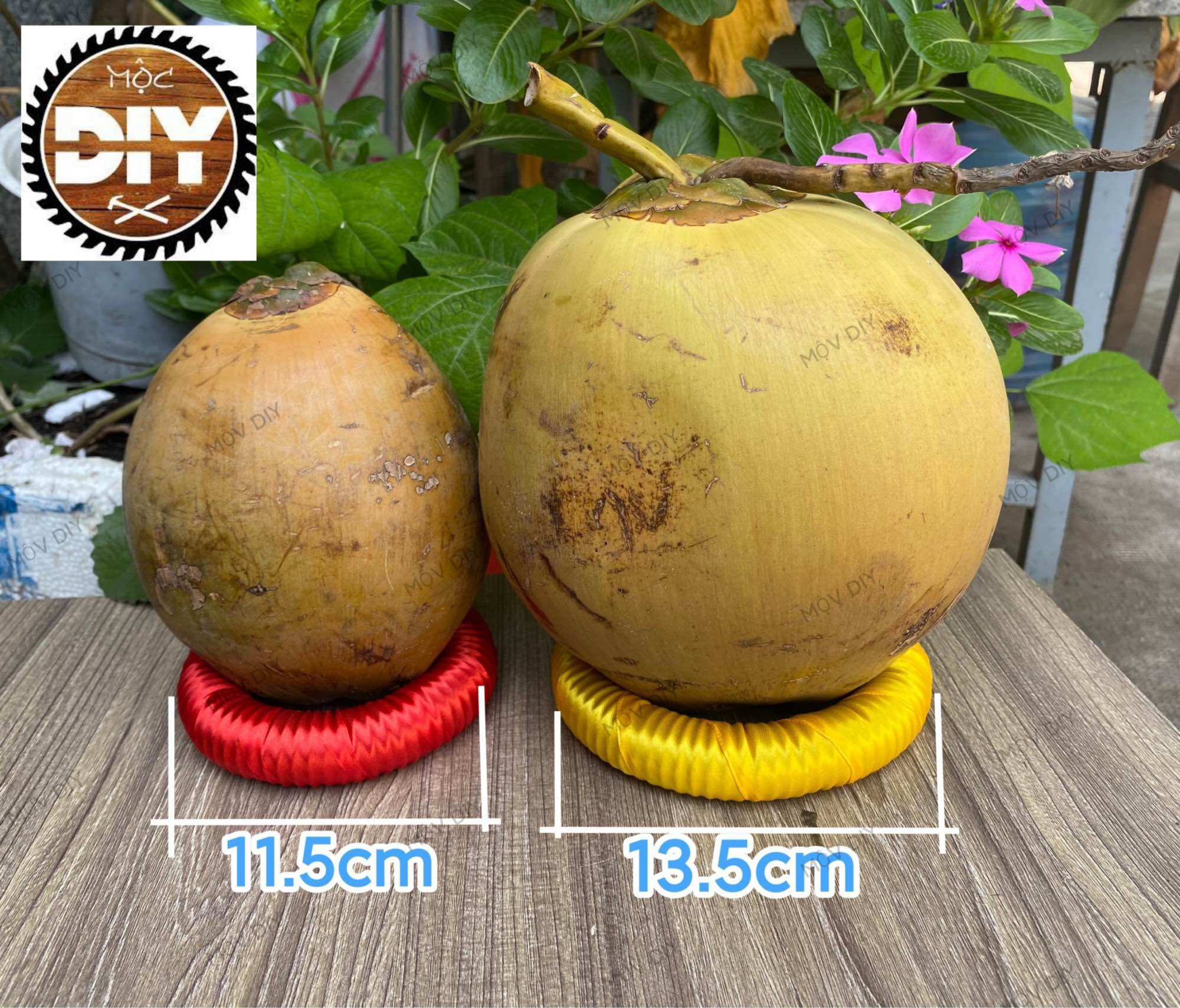 ĐẾ CHƯNG DỪA/ ĐẾ CHƯNG DƯA/ ĐẾ CHƯNG BƯỞI