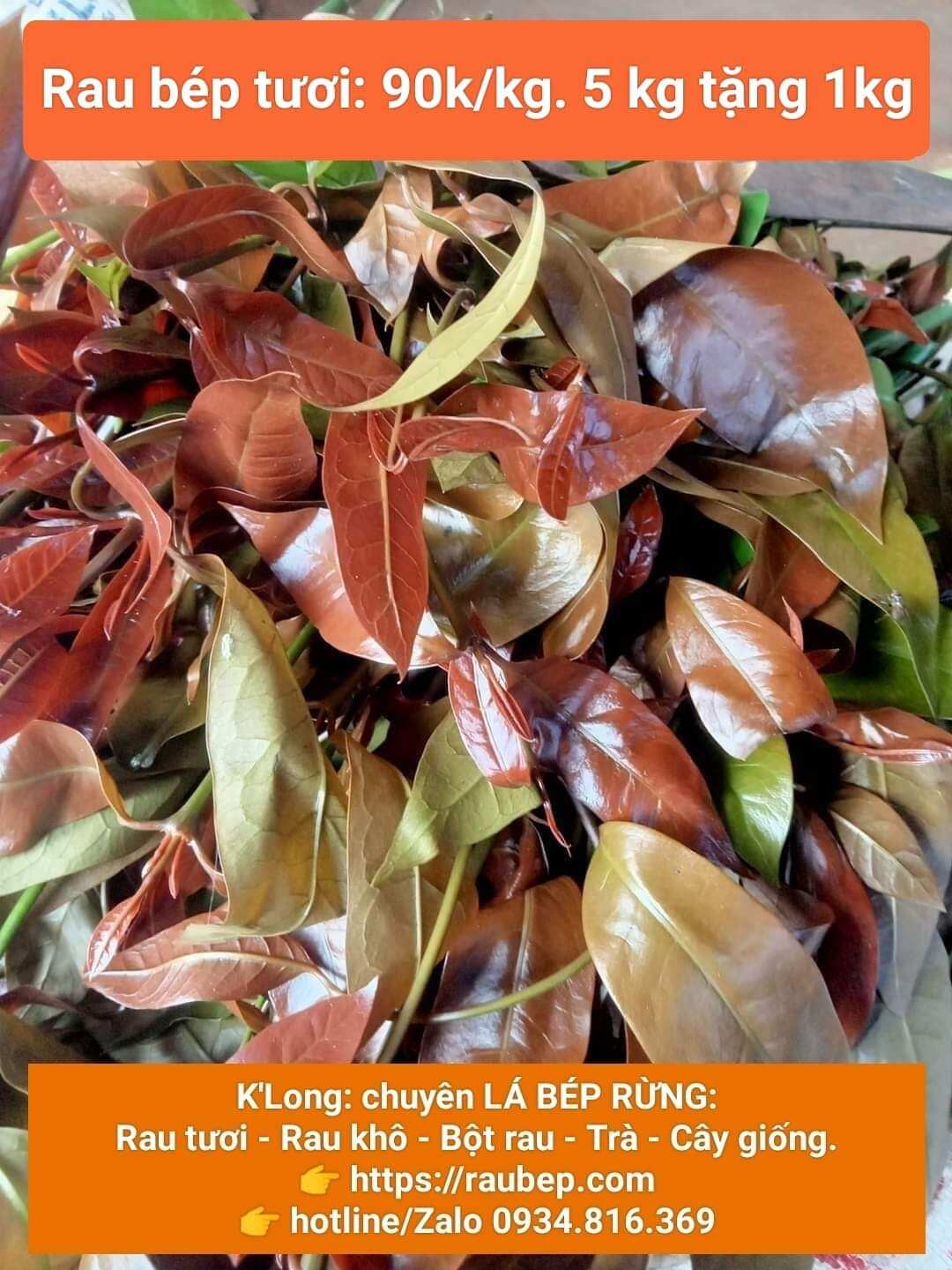 RAU NHÍP HÁI RỪNG - SHOP K'LONG