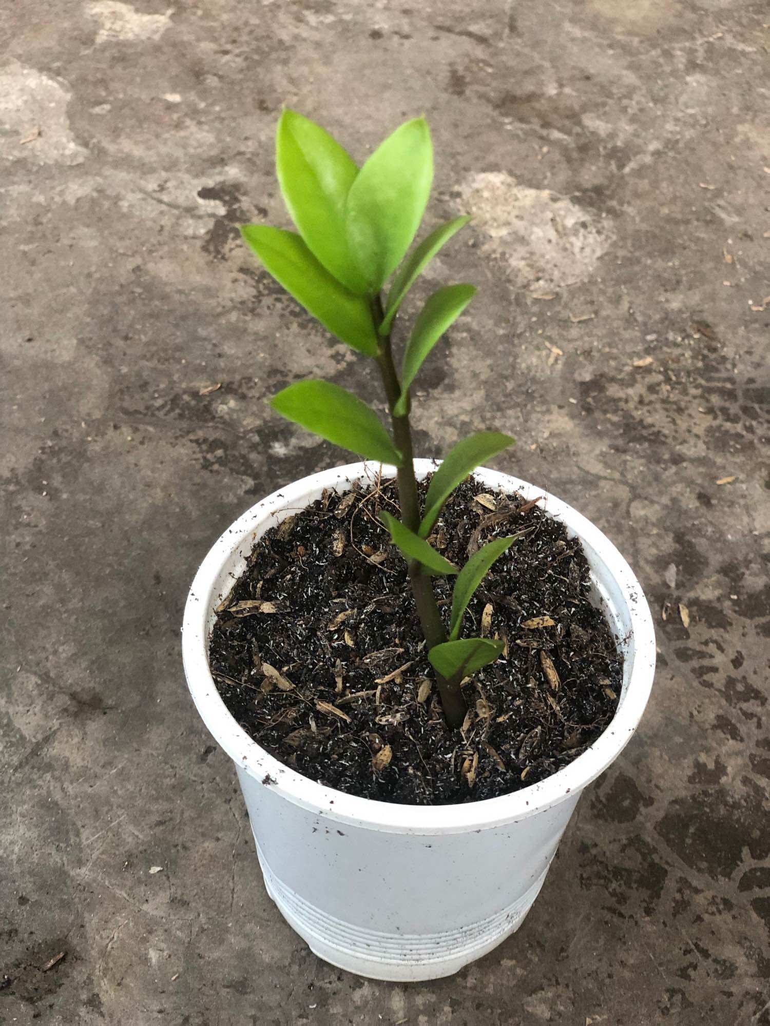 Mầm cây kim tiền mini