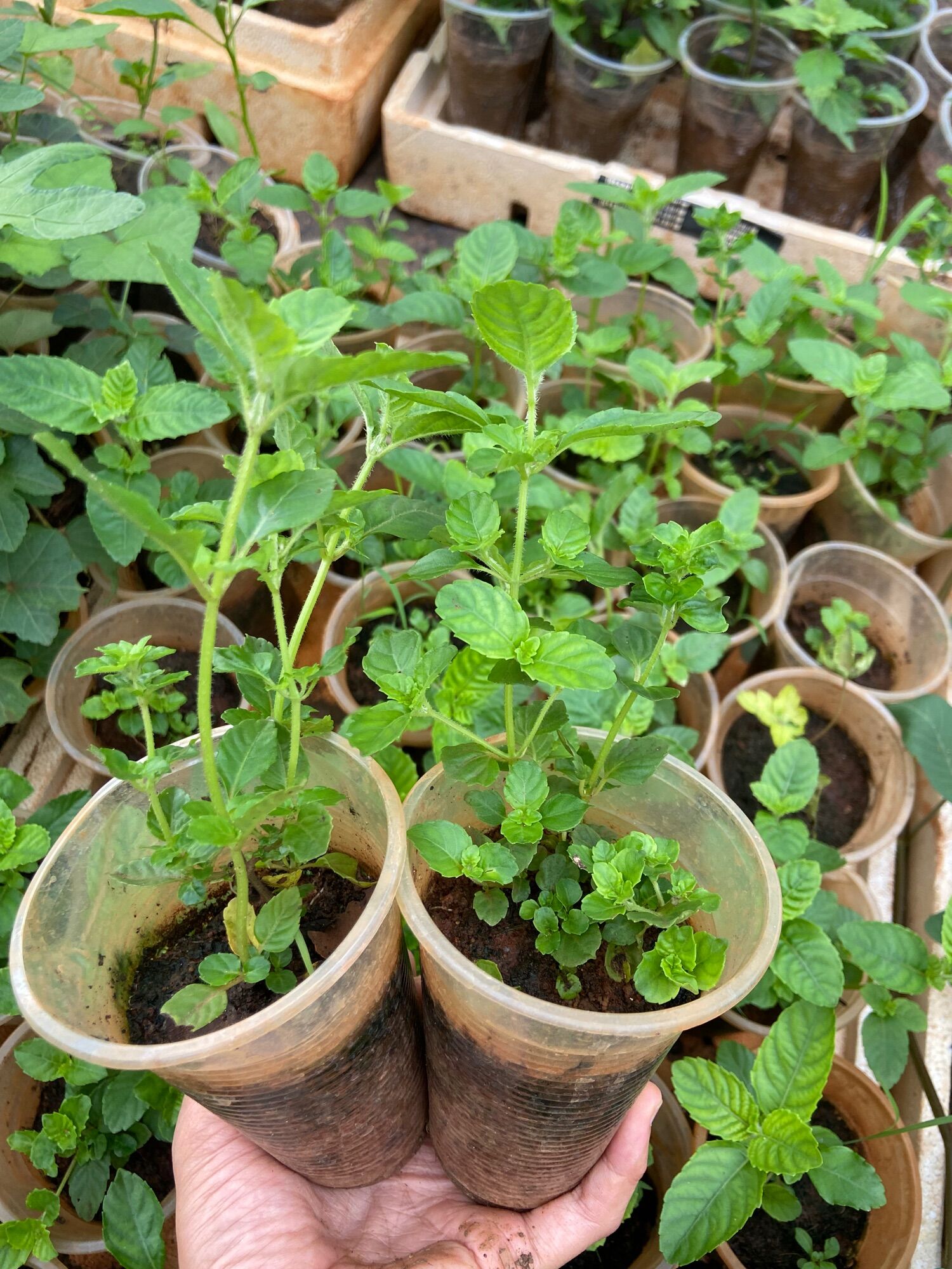 Cây giống sương sáo (cây làm thạch đen, thạch sương sáo)