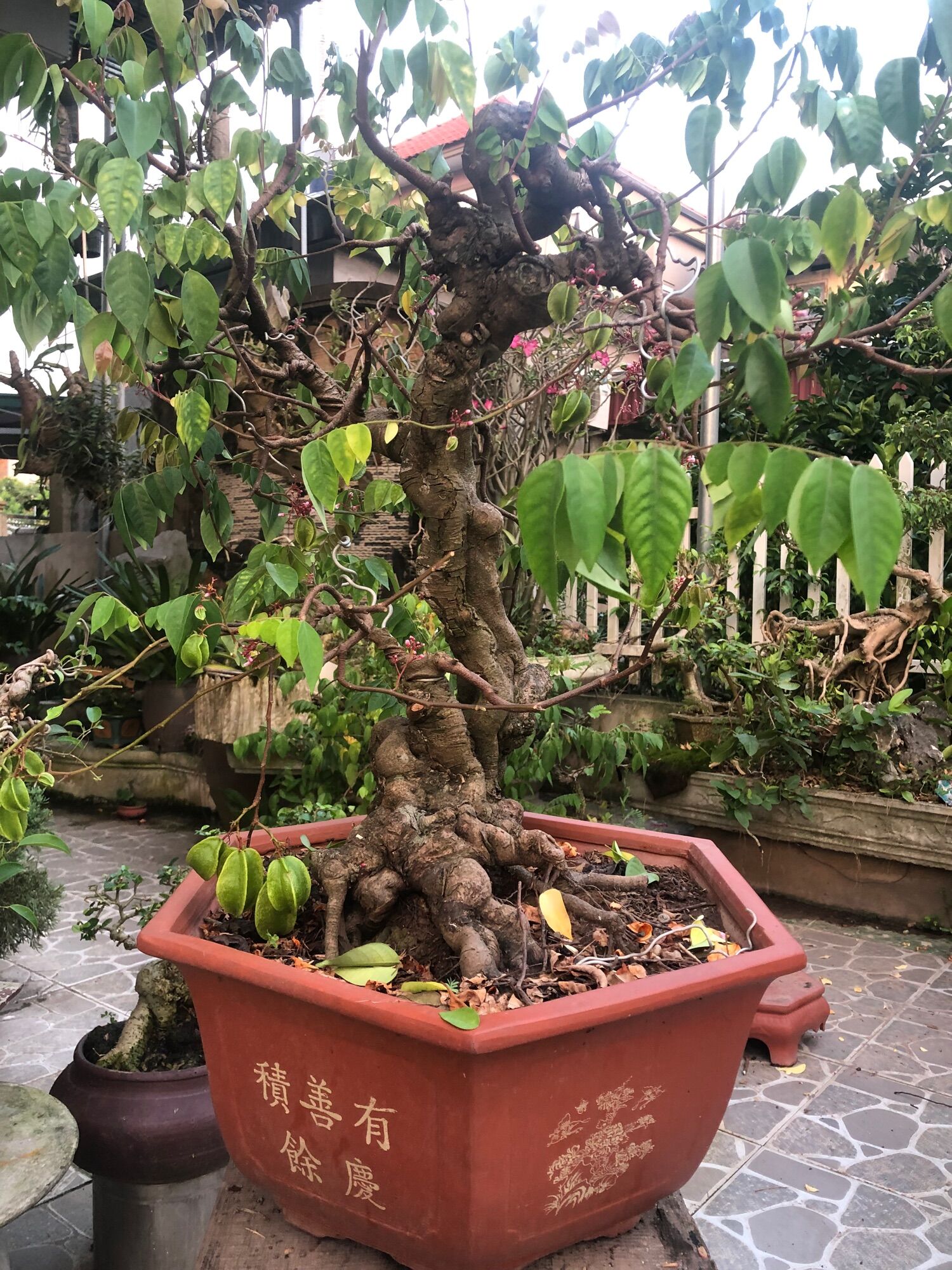 Khế chua
