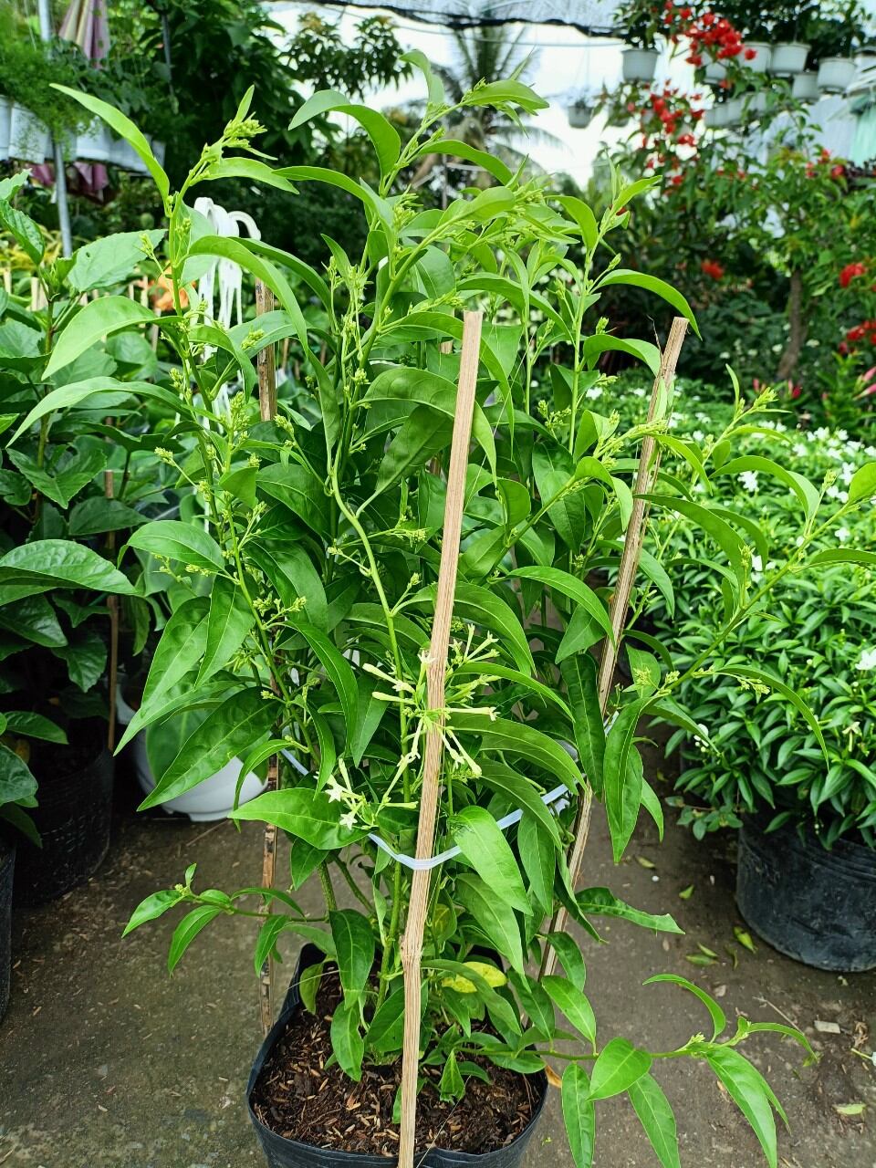 cây dạ lý hương hoa thơm