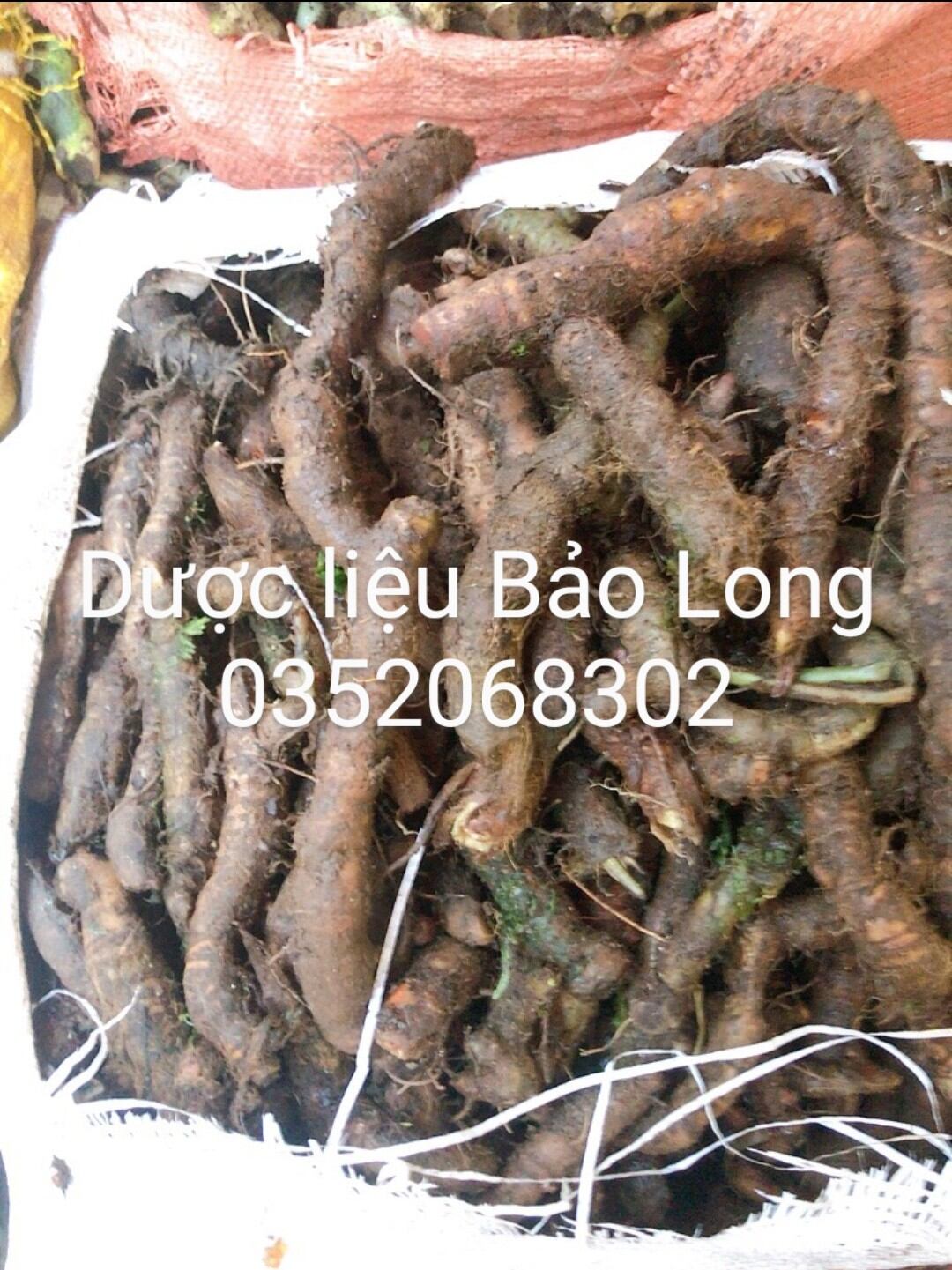CỦ TỨN KHỬN