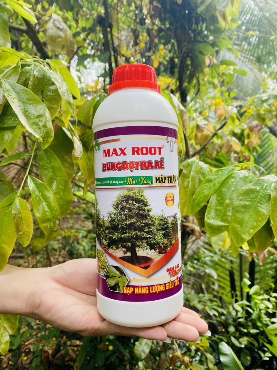 Max root - bung đọt ra rễ mai vàng