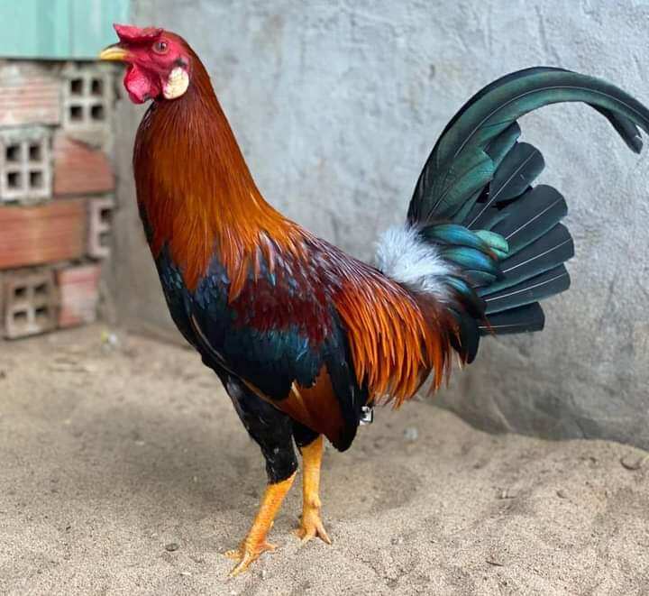 2 Trứng gà nòi Siêu Phẩm ấp nở con giống