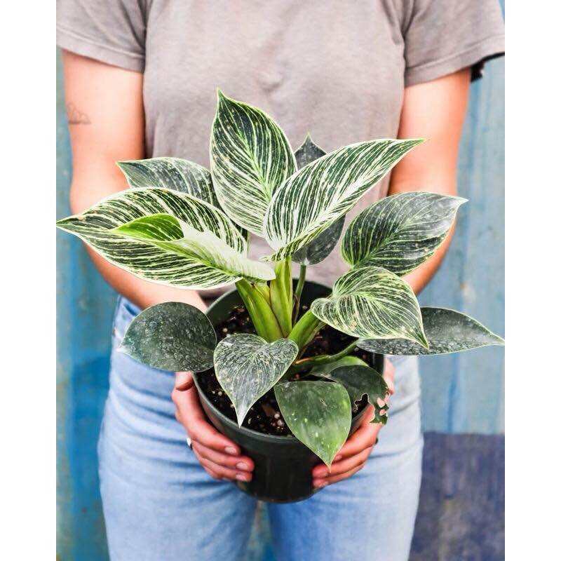 Cây Trầu bà Đế vương Kim Cương MINI ( Philodendron Birkin ) - Cây cảnh để bàn - Cây nội thất, kiểng lá phong thuỷ - Lọc không khí