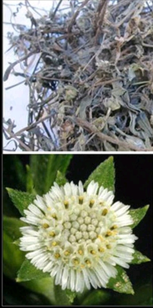 1 Kg Cây Nhọ Nồi ( Cỏ Mực ) Khô