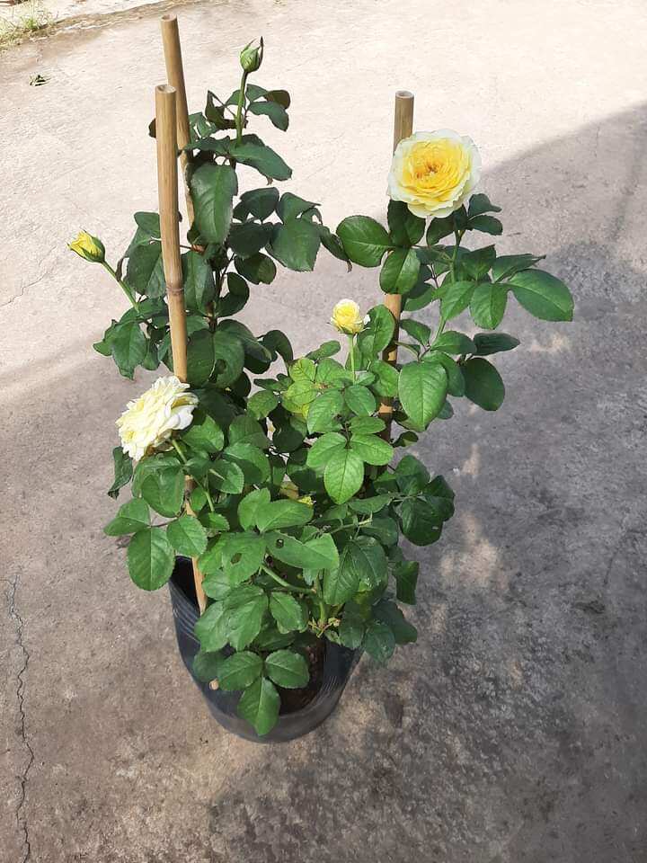 Hồng vàng trứng