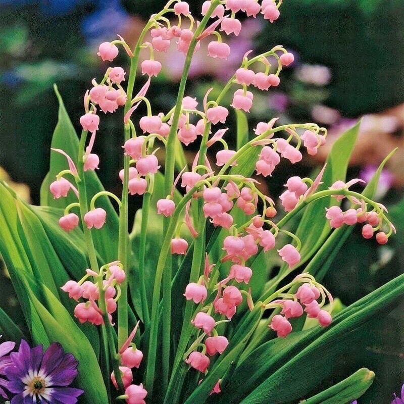 CHUẨN HOA 🌹 TẾT 🌸Hạt giống hoa #Linh #Lan ( hoa Lan Chuông )(1 gói 100 hạt)