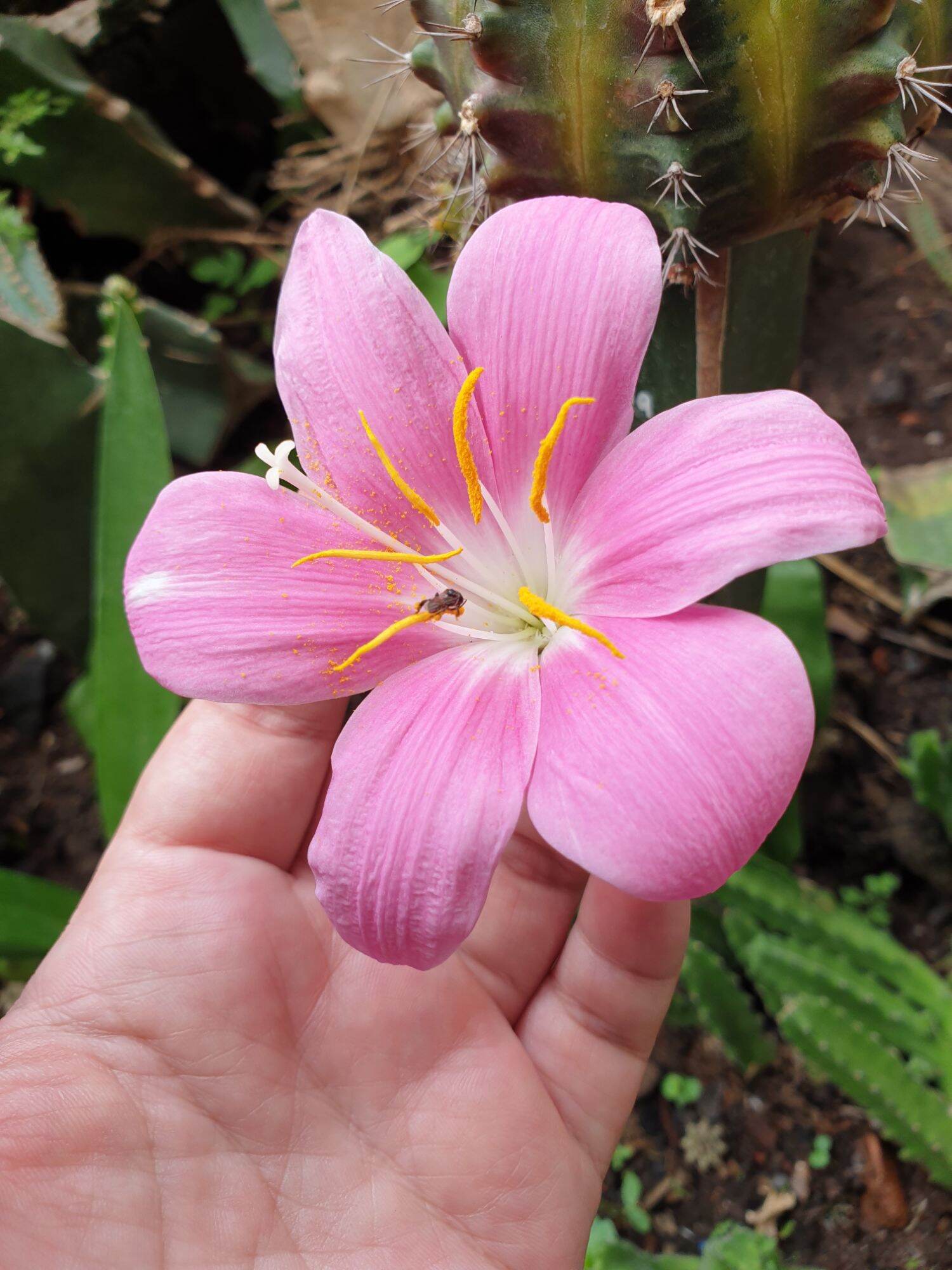 Củ huệ mưa Hồng Khủng (củ mẹ trồng có hoa ngay)