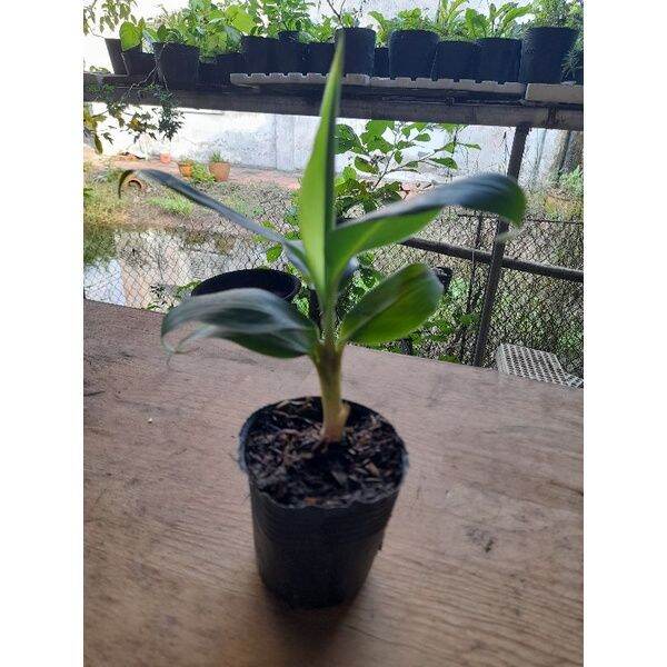 Chuối già LaBa (cây giống siêu sớm)