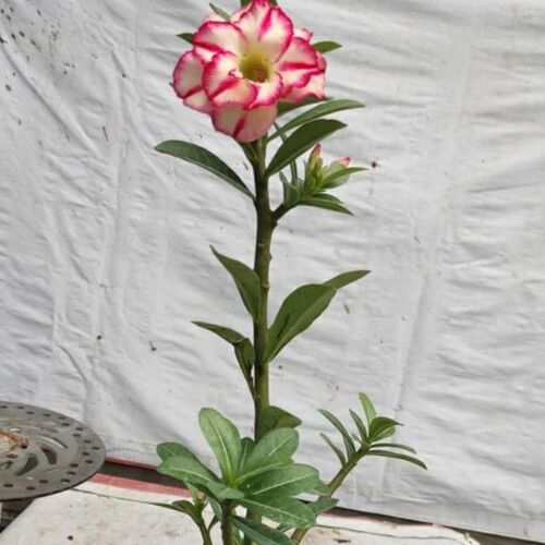 100 hạt sứ thái cánh kép nhập khẩu