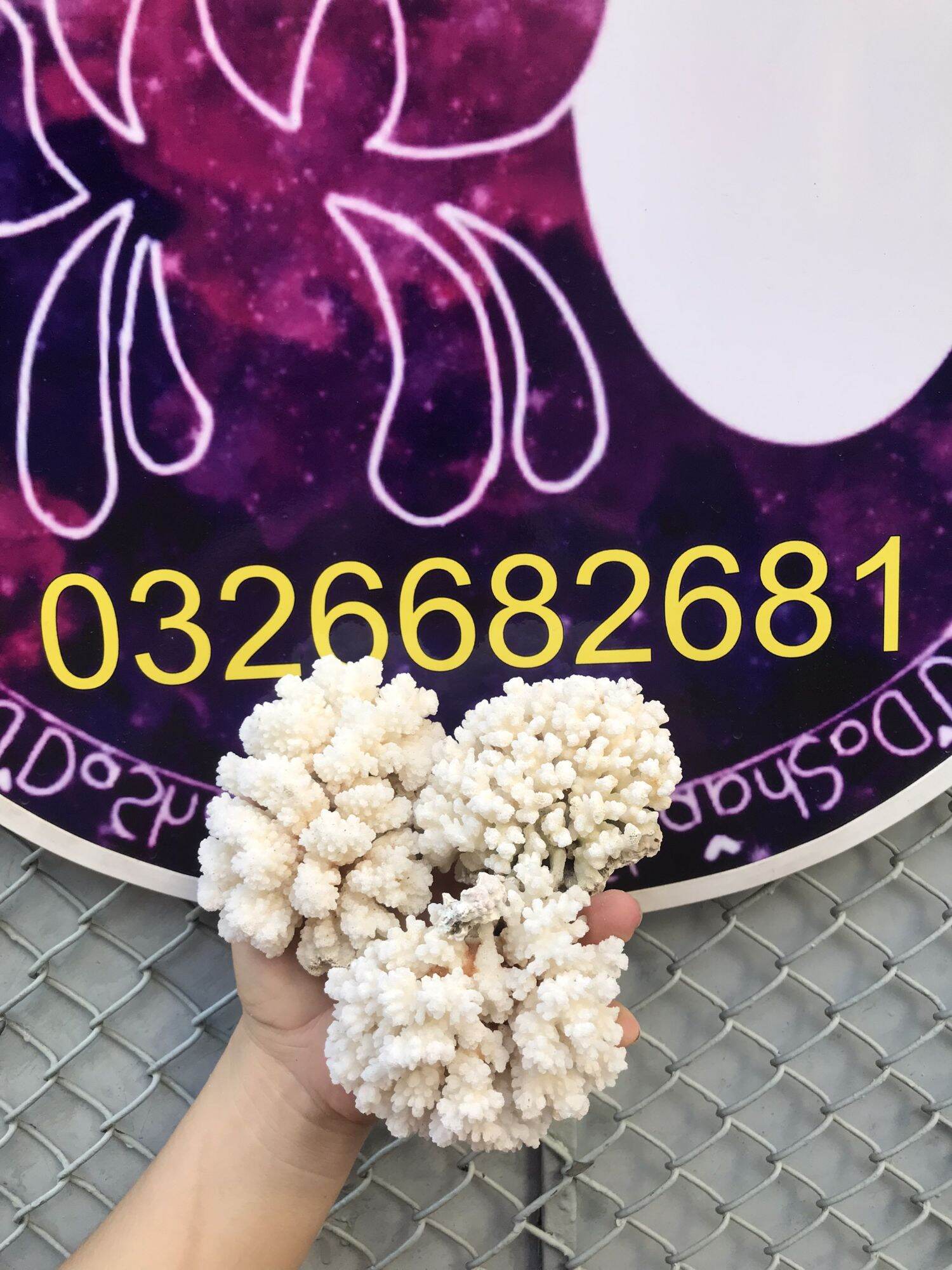 San Hô Trang Trí hồ cá, ốc mượn hồn
