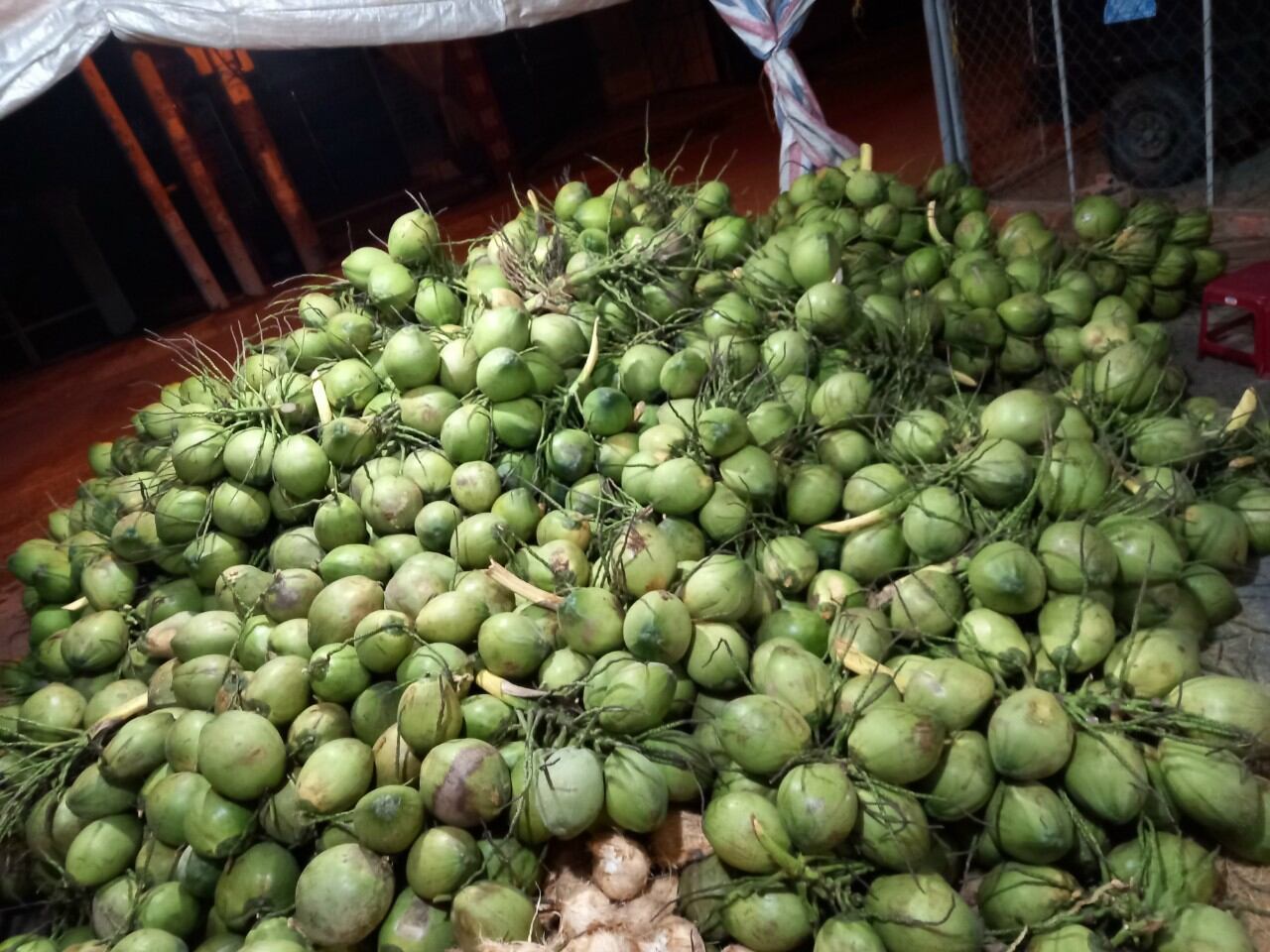 Dừa tươi
