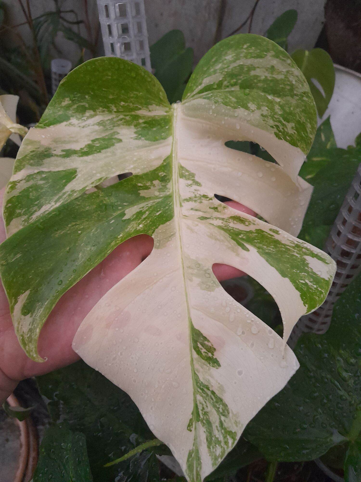 TRẦU LÁ XẺ MONSTERA BORSIGIANA ALBO VAR