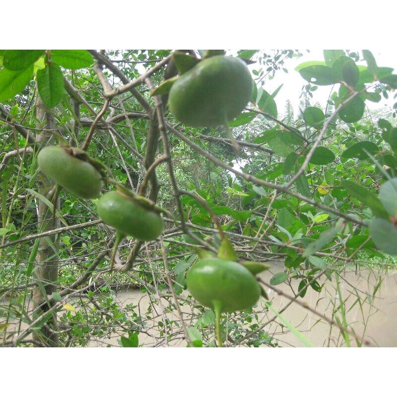 Trái Bần Miền Tây ( Khách xa đặt vui lòng ib trước )