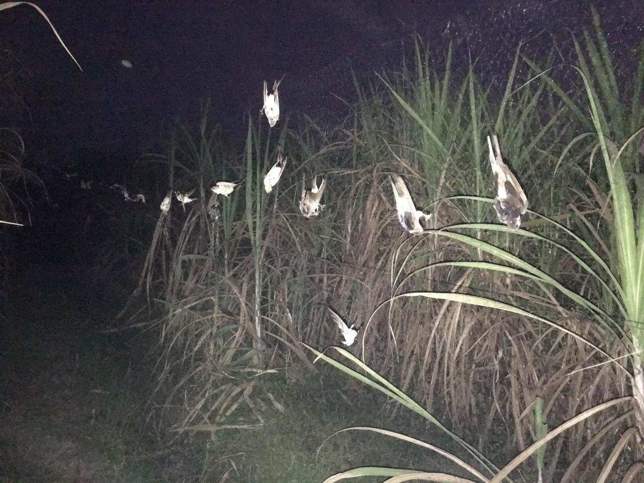 40m lưới tàng hình bẫy chim sẻ đổ lên mắt 4p cao 6m.5 dây 4 túi cước thái lan