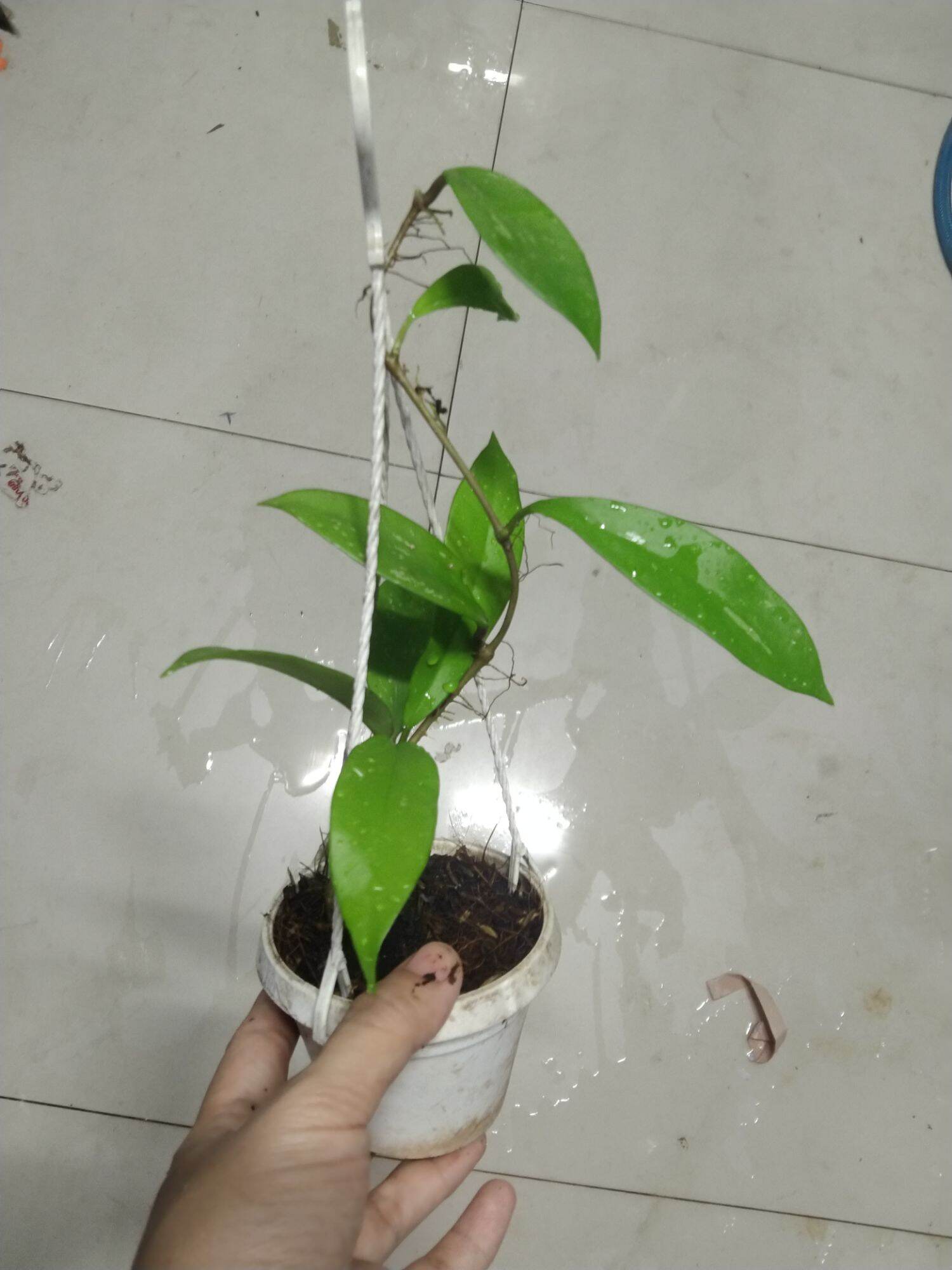 Hoa lan cẩm cù đỏ cây giống dễ trồng