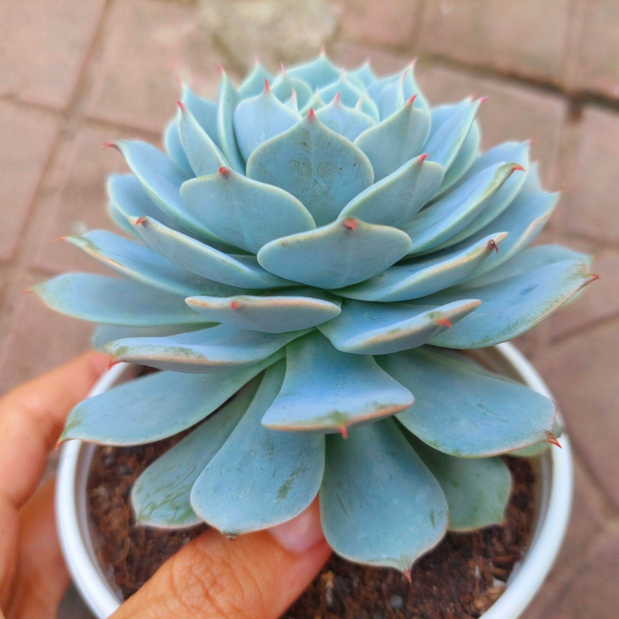 Sen đá LOLA XANH size trung 8-10 cm