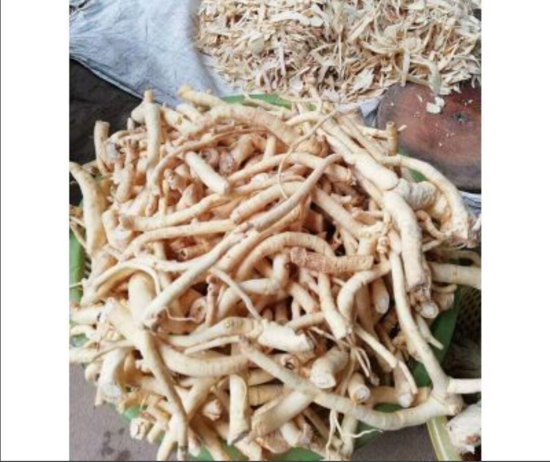 rễ đinh lăng khô 1 kg