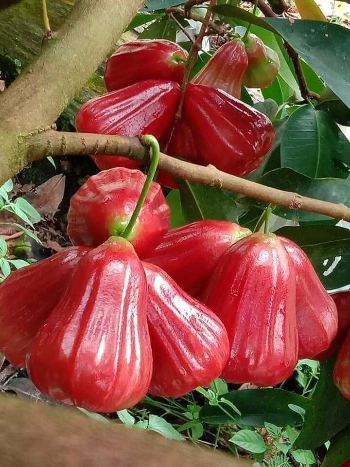 cây giống roi mận đỏ