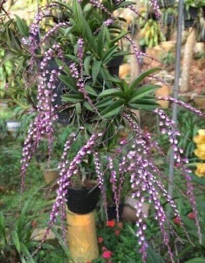 Hoa Lan quý trứng bướm hoa dài