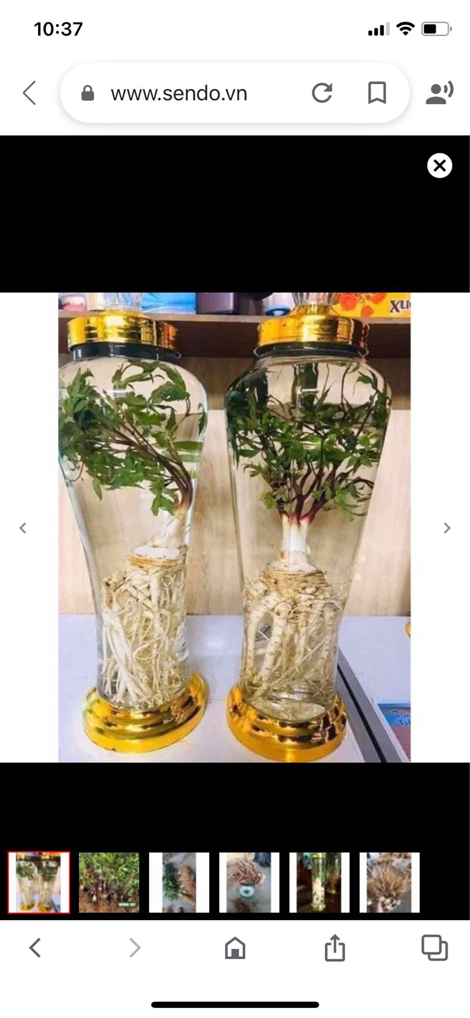 Sâm đương quy tươI 80k/kg