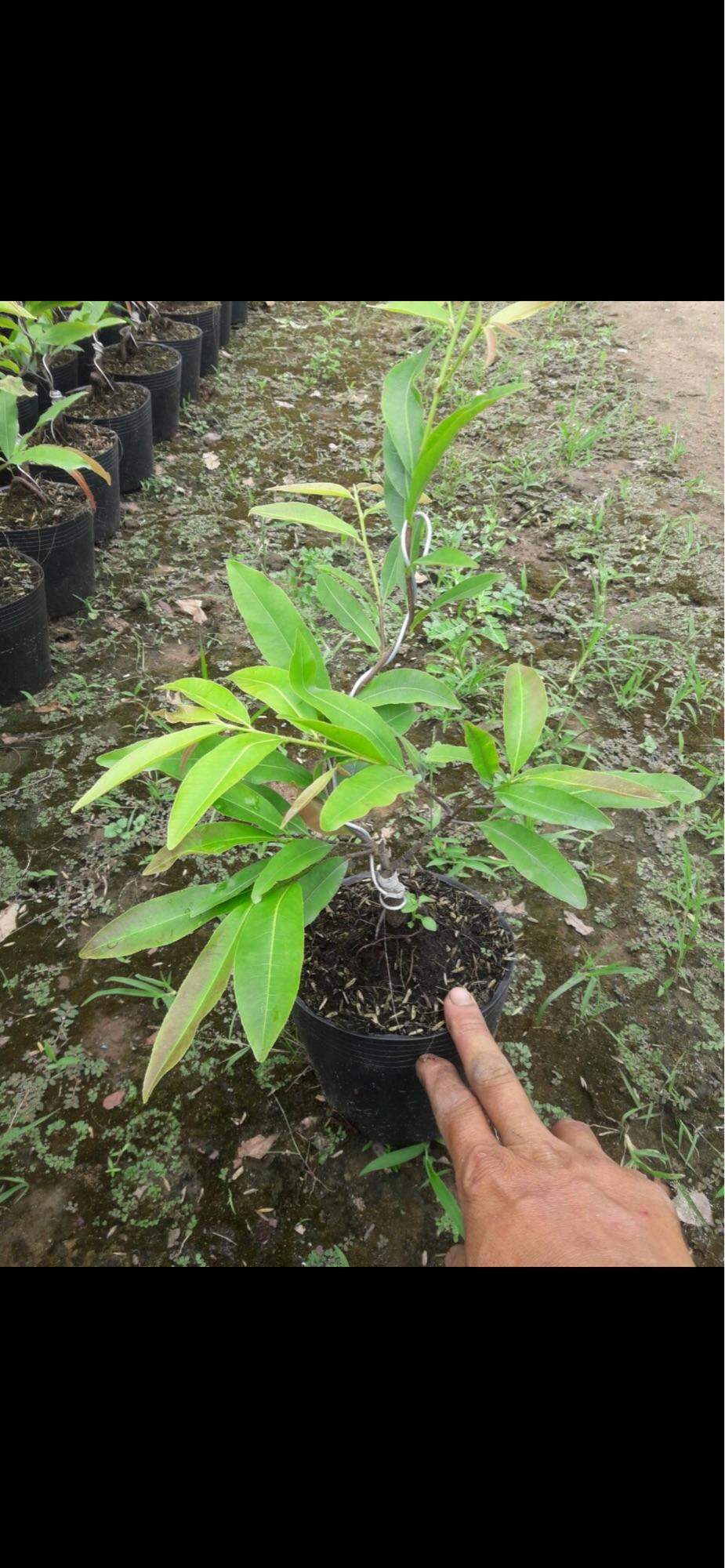 Hoa mai cúc thọ hương cây giống chuẩn