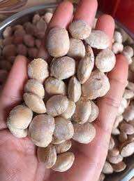 500g hạt sachi daklak