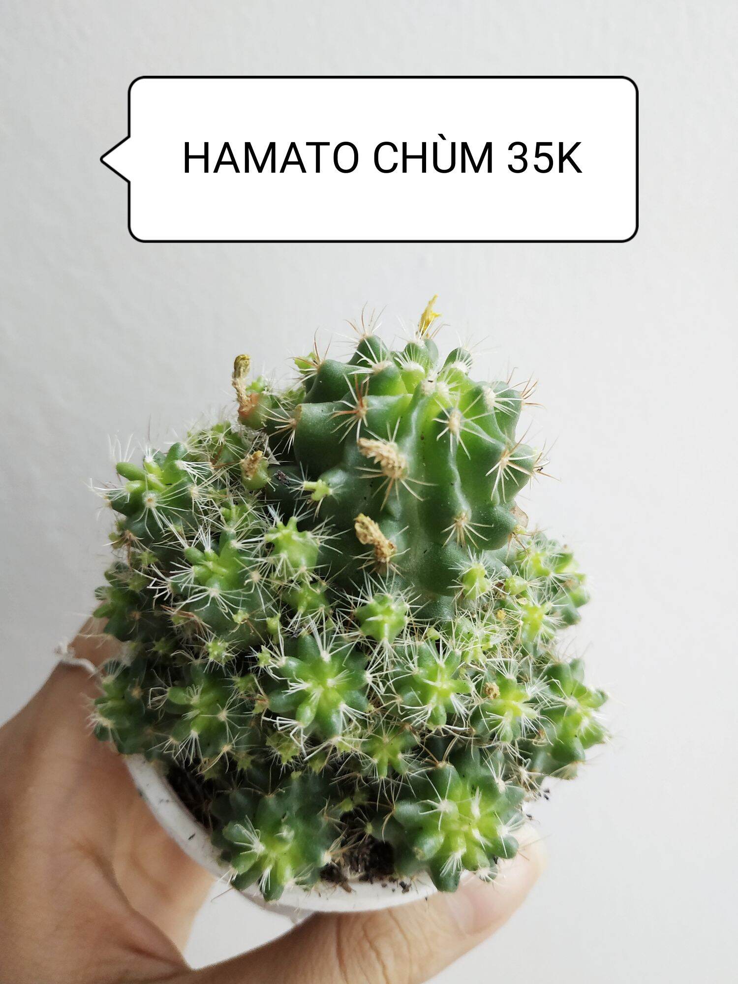 Xương rồng HAMATO CHÙM