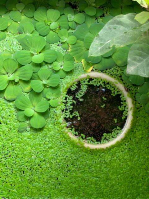 bèo tấm và 10 nhánh ấu thái