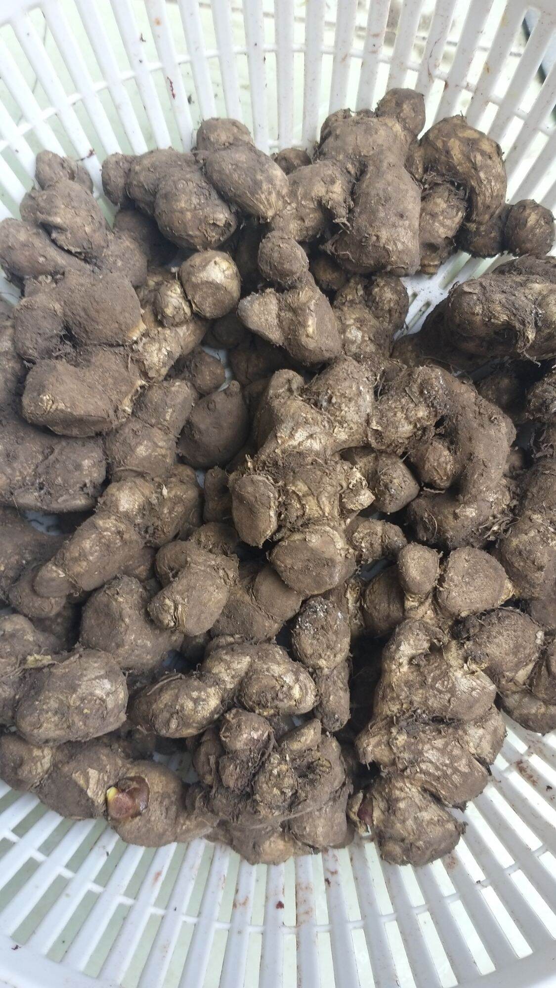 củ ngãi đen tươi 1kg