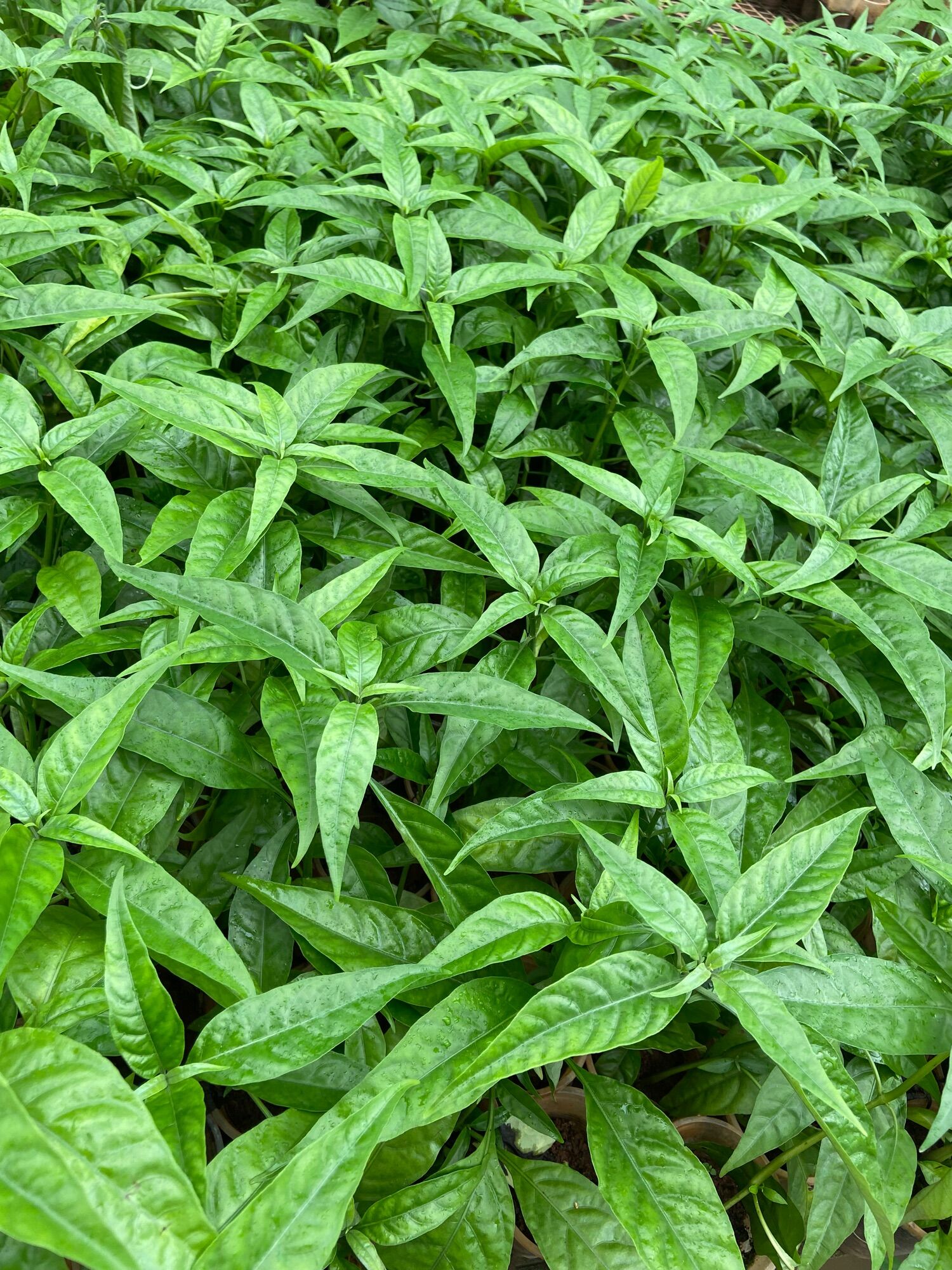 Cây giống hoàn ngọc trắng
