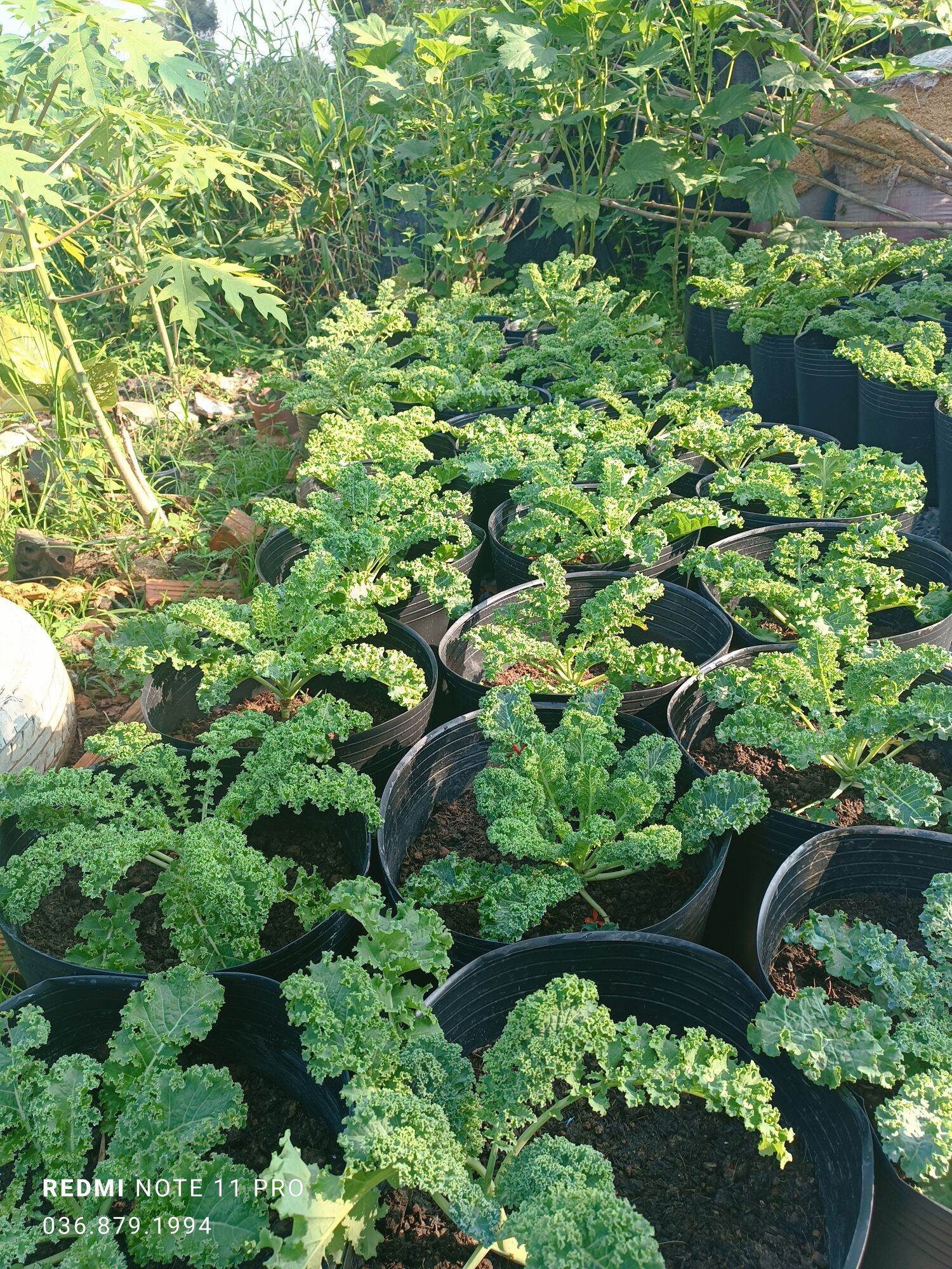 Chậu Kale xoan Xanh Mỹ F1 lá xoan khổng lồ. Chậu Lớn