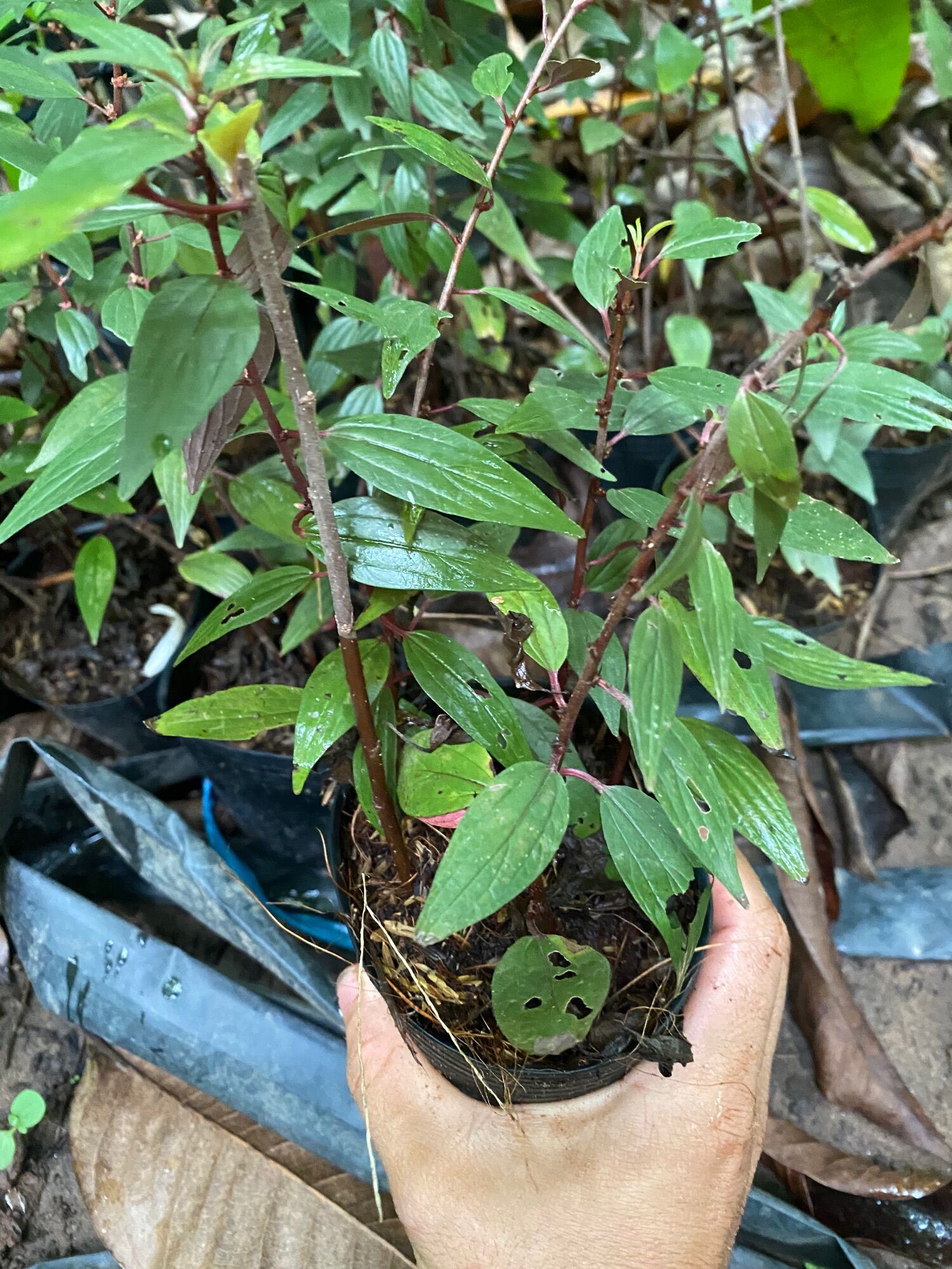 CÂY THUỐC DÒI TÍA  ( cây bọ mắm )