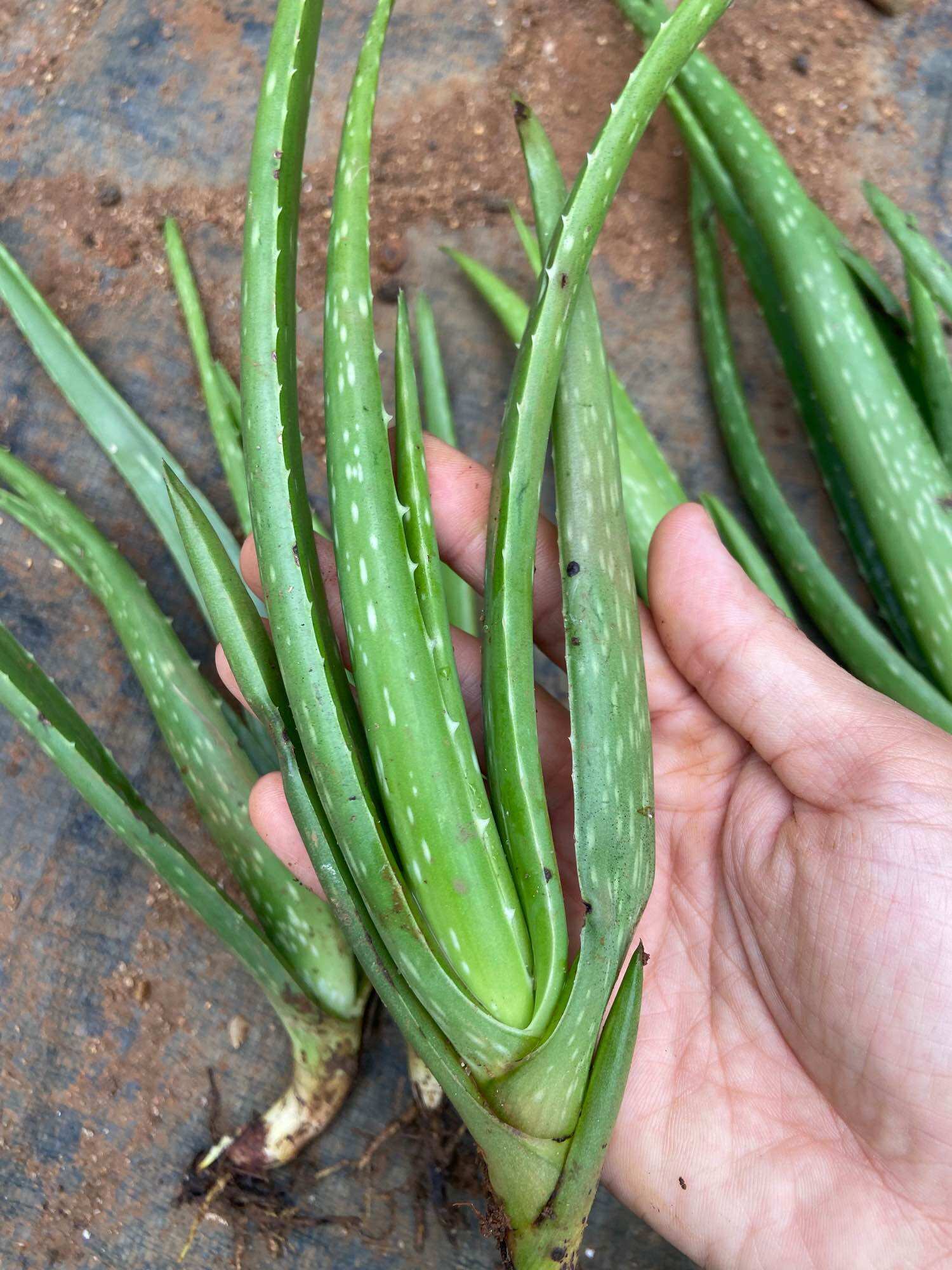 Combo 5 cây nha đam giống